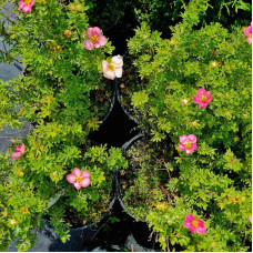 Перстач чагарниковий / Лапчатка кущова Белліссіма® | Potentilla fruticosa Bellissima® | Лапчатка кустарниковая Беллиссима®