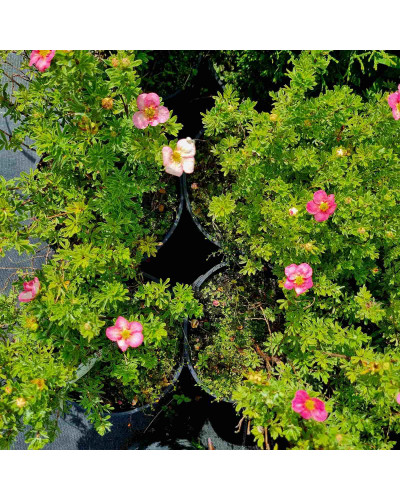 Перстач чагарниковий / Лапчатка кущова Белліссіма® | Potentilla fruticosa Bellissima® | Лапчатка кустарниковая Беллиссима®
