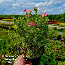 Перстач чагарниковий / Лапчатка кущова Белліссіма® | Potentilla fruticosa Bellissima® | Лапчатка кустарниковая Беллиссима®