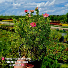 Перстач чагарниковий / Лапчатка кущова Белліссіма® | Potentilla fruticosa Bellissima® | Лапчатка кустарниковая Беллиссима®
