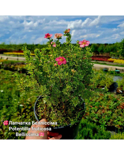 Перстач чагарниковий / Лапчатка кущова Белліссіма® | Potentilla fruticosa Bellissima® | Лапчатка кустарниковая Беллиссима®
