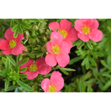 Перстач чагарниковий / Лапчатка кущова Белліссіма® | Potentilla fruticosa Bellissima® | Лапчатка кустарниковая Беллиссима®