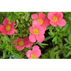 Перстач чагарниковий / Лапчатка кущова Белліссіма® | Potentilla fruticosa Bellissima® | Лапчатка кустарниковая Беллиссима®