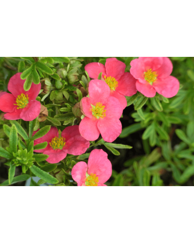 Перстач чагарниковий / Лапчатка кущова Белліссіма® | Potentilla fruticosa Bellissima® | Лапчатка кустарниковая Беллиссима®