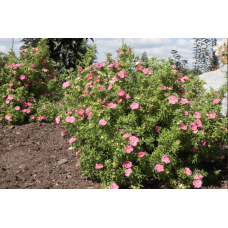 Перстач чагарниковий / Лапчатка кущова Белліссіма® | Potentilla fruticosa Bellissima® | Лапчатка кустарниковая Беллиссима®