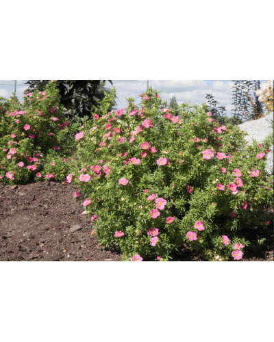 Перстач чагарниковий / Лапчатка кущова Белліссіма® | Potentilla fruticosa Bellissima® | Лапчатка кустарниковая Беллиссима®