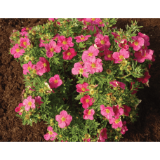 Перстач чагарниковий / Лапчатка кущова Белліссіма® | Potentilla fruticosa Bellissima® | Лапчатка кустарниковая Беллиссима®