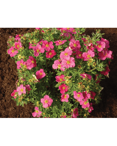 Перстач чагарниковий / Лапчатка кущова Белліссіма® | Potentilla fruticosa Bellissima® | Лапчатка кустарниковая Беллиссима®