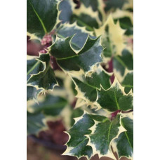Падуб гостролистий Сільвер Квін | Ilex aquifolium Silver Queen | Падуб остролистный Сильвер Квин