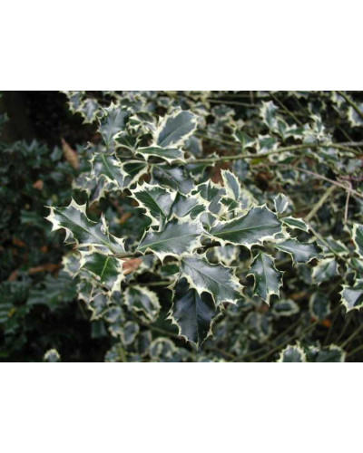 Падуб гостролистий Сільвер Квін | Ilex aquifolium Silver Queen | Падуб остролистный Сильвер Квин