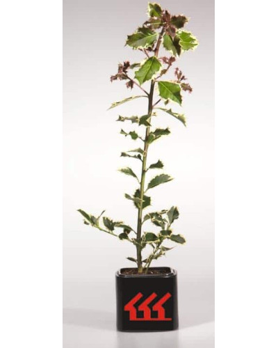 Падуб гостролистий Сільвер Квін | Ilex aquifolium Silver Queen | Падуб остролистный Сильвер Квин