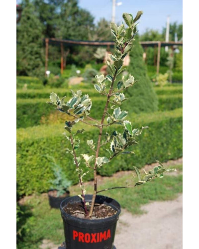 Падуб гостролистий Сільвер Квін | Ilex aquifolium Silver Queen | Падуб остролистный Сильвер Квин