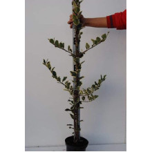 Падуб гостролистий Сільвер Квін | Ilex aquifolium Silver Queen | Падуб остролистный Сильвер Квин