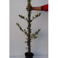 Падуб гостролистий Сільвер Квін | Ilex aquifolium Silver Queen | Падуб остролистный Сильвер Квин