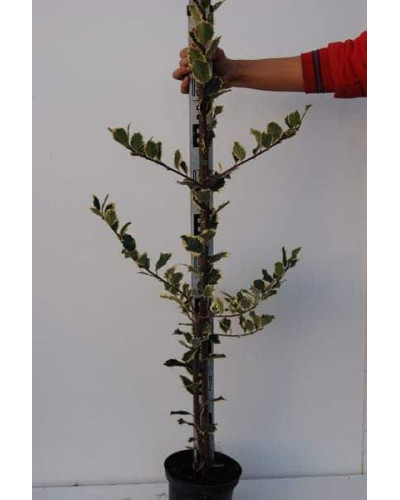 Падуб гостролистий Сільвер Квін | Ilex aquifolium Silver Queen | Падуб остролистный Сильвер Квин