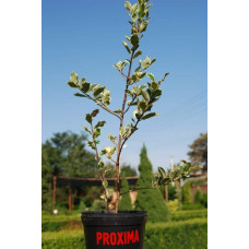 Падуб гостролистий Сільвер Квін | Ilex aquifolium Silver Queen | Падуб остролистный Сильвер Квин