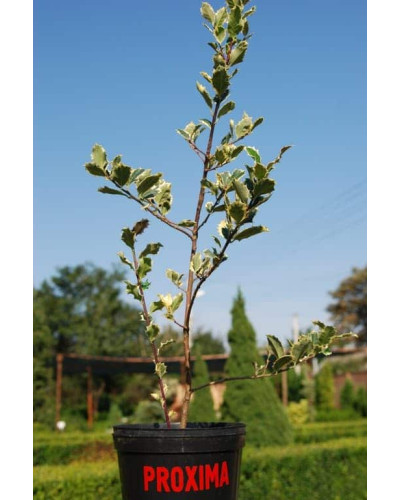 Падуб гостролистий Сільвер Квін | Ilex aquifolium Silver Queen | Падуб остролистный Сильвер Квин