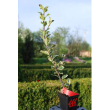 Падуб гостролистий Сільвер Квін | Ilex aquifolium Silver Queen | Падуб остролистный Сильвер Квин