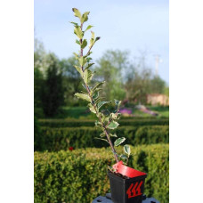 Падуб гостролистий Сільвер Квін | Ilex aquifolium Silver Queen | Падуб остролистный Сильвер Квин
