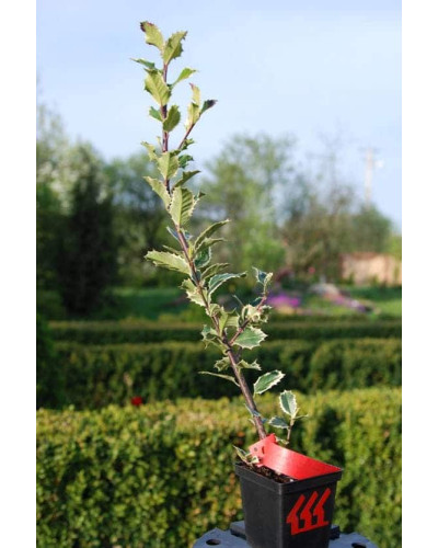 Падуб гостролистий Сільвер Квін | Ilex aquifolium Silver Queen | Падуб остролистный Сильвер Квин