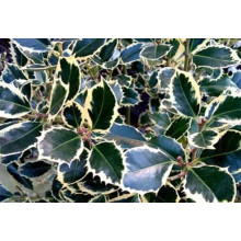 Падуб гостролистий Сільвер Квін | Ilex aquifolium Silver Queen | Падуб остролистный Сильвер Квин