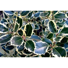 Падуб гостролистий Сільвер Квін | Ilex aquifolium Silver Queen | Падуб остролистный Сильвер Квин