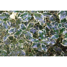 Падуб гостролистий Сільвер Квін | Ilex aquifolium Silver Queen | Падуб остролистный Сильвер Квин
