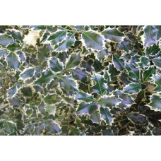 Падуб гостролистий Сільвер Квін | Ilex aquifolium Silver Queen | Падуб остролистный Сильвер Квин