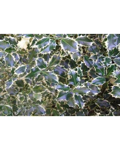 Падуб гостролистий Сільвер Квін | Ilex aquifolium Silver Queen | Падуб остролистный Сильвер Квин