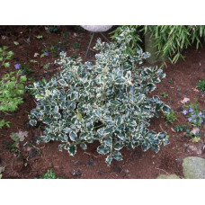 Падуб гостролистий Сільвер Квін | Ilex aquifolium Silver Queen | Падуб остролистный Сильвер Квин