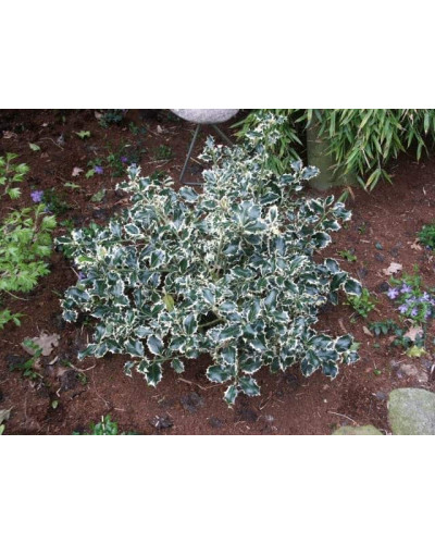 Падуб гостролистий Сільвер Квін | Ilex aquifolium Silver Queen | Падуб остролистный Сильвер Квин
