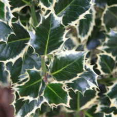 Падуб гостролистий Сільвер Квін | Ilex aquifolium Silver Queen | Падуб остролистный Сильвер Квин