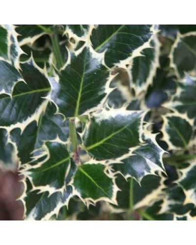 Падуб гостролистий Сільвер Квін | Ilex aquifolium Silver Queen | Падуб остролистный Сильвер Квин