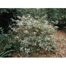 Падуб гостролистий Сільвер Квін | Ilex aquifolium Silver Queen | Падуб остролистный Сильвер Квин