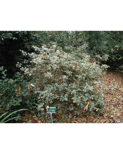 Падуб гостролистий Сільвер Квін | Ilex aquifolium Silver Queen | Падуб остролистный Сильвер Квин