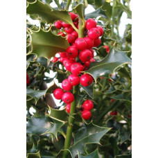 Падуб гостролистий Аляска | Ilex aquifolium Alaska | Падуб остролистный Аляска