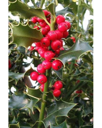 Падуб гостролистий Аляска | Ilex aquifolium Alaska | Падуб остролистный Аляска