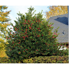 Падуб гостролистий Аляска | Ilex aquifolium Alaska | Падуб остролистный Аляска