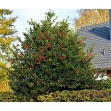Падуб гостролистий Аляска | Ilex aquifolium Alaska | Падуб остролистный Аляска