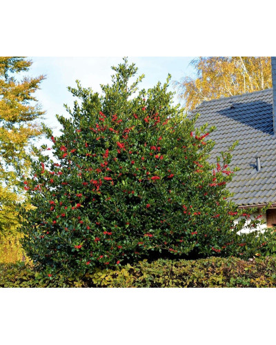Падуб гостролистий Аляска | Ilex aquifolium Alaska | Падуб остролистный Аляска