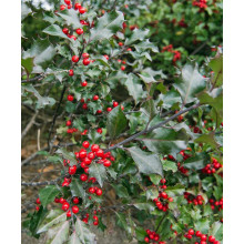 Падуб гостролистий Аляска | Ilex aquifolium Alaska | Падуб остролистный Аляска