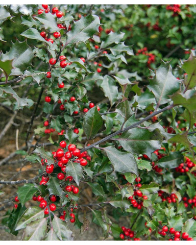 Падуб гостролистий Аляска | Ilex aquifolium Alaska | Падуб остролистный Аляска