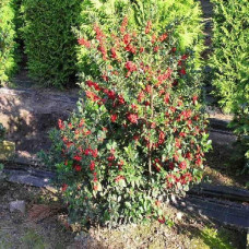 Падуб гостролистий Аляска | Ilex aquifolium Alaska | Падуб остролистный Аляска