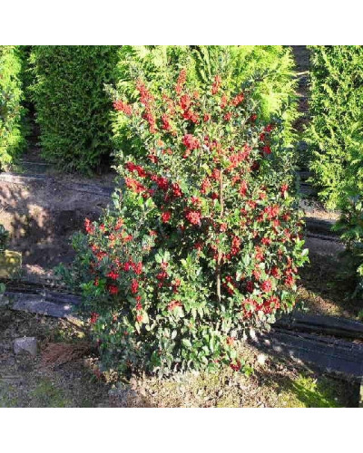 Падуб гостролистий Аляска | Ilex aquifolium Alaska | Падуб остролистный Аляска
