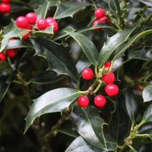 Падуб гостролистий Аляска | Ilex aquifolium Alaska | Падуб остролистный Аляска