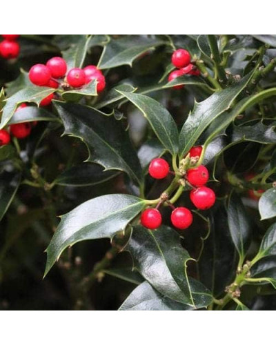 Падуб гостролистий Аляска | Ilex aquifolium Alaska | Падуб остролистный Аляска