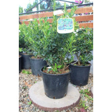 Падуб гостролистий Аляска | Ilex aquifolium Alaska | Падуб остролистный Аляска
