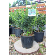 Падуб гостролистий Аляска | Ilex aquifolium Alaska | Падуб остролистный Аляска