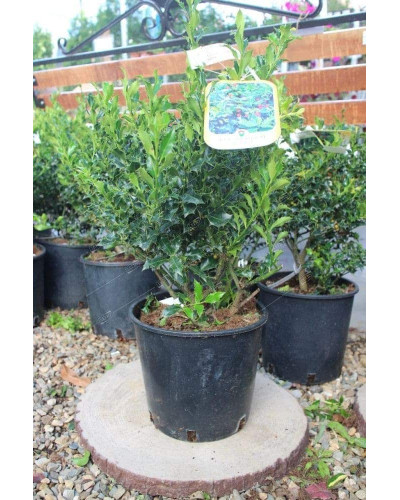 Падуб гостролистий Аляска | Ilex aquifolium Alaska | Падуб остролистный Аляска