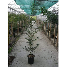 Падуб гостролистий Аляска | Ilex aquifolium Alaska | Падуб остролистный Аляска